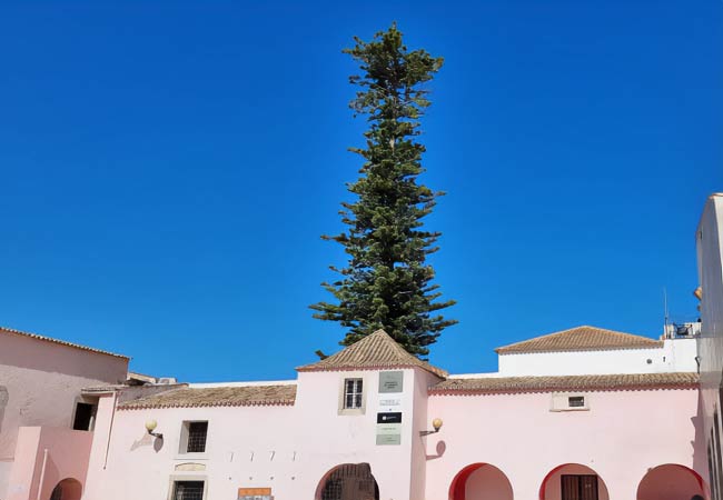 Araucaria tree loule