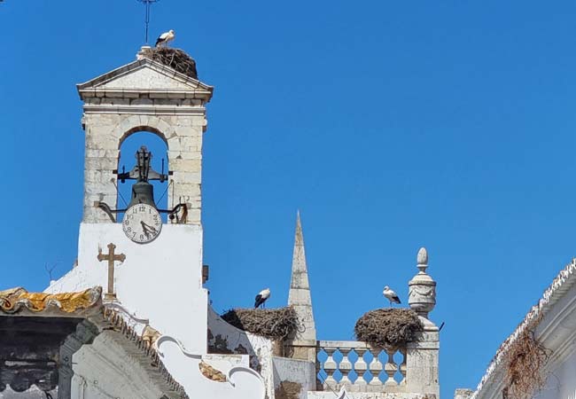 Storks Faro nesting