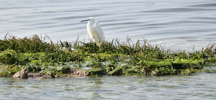 Bird watching  Ria Formosa