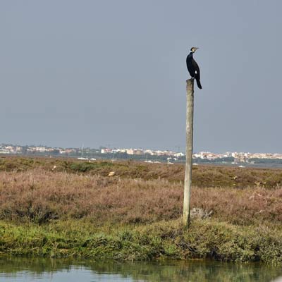 cormoran  Parque Natural da Ria Formosa 