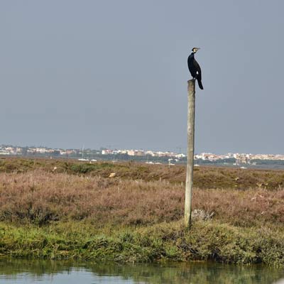 Cormorant Parque Natural da Ria Formosa 