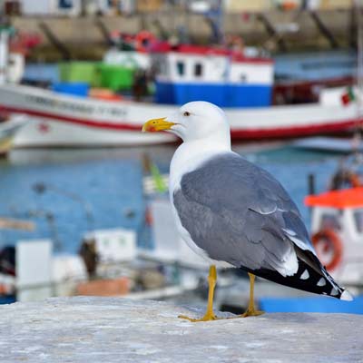 Quarteira fishing harbour